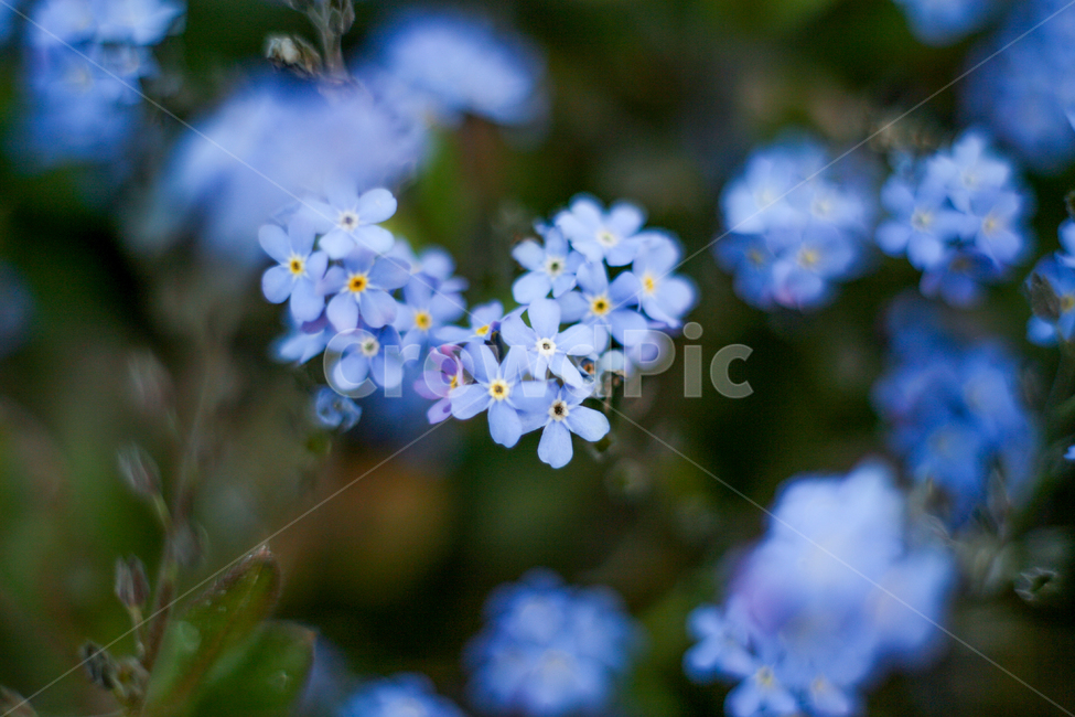 flower bed,March,spring flower bed,spring tree,april,spring flowers,spring,Flower Mari,purple flower,vine flower,plants,kkotmari flower,spring day,park,small purple flower,nature,flower,Outfocusing,wildflowers,plant