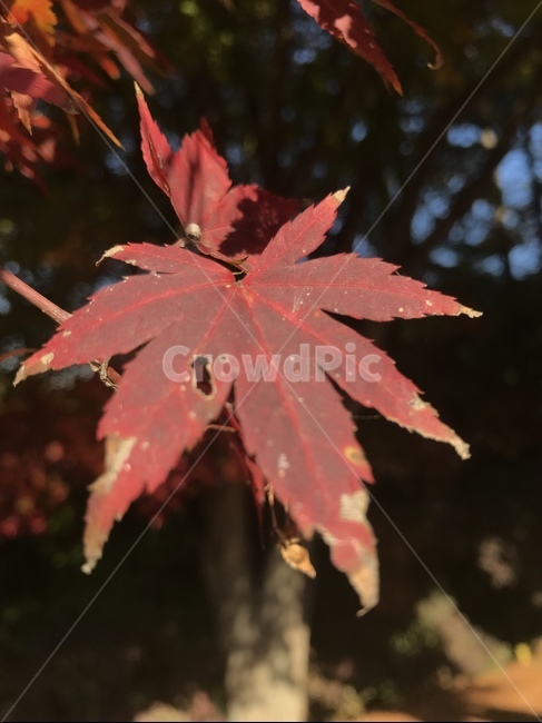 단풍,단풍나무,가을,나뭇잎,단풍잎