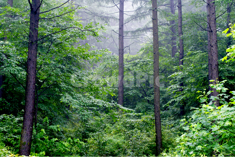 숲,울창한,배경,맑은,자연,나무,background,그린,피톤치드,고요한,조용한,안개,beautiful,beauty,blue,branch,clearing,colorful,dawn,day,desolate,desolatelandscape,environment,fog,foggy,foliage,forest,fresh,grass,green,horizontal,land,landscape,leaf,light,meadow,morning,national,natural,nature,nobody,outdoor,park,pine,plant,scene,scenic,season,silence,spring,summer,sun,sunlight,sunny,tranquil,tree,weather,wilderness,wood,woods,자연,풍경,nature,landscape,식물,plants,나무,trees,wood,휴식,힐링,rest,relaxation,healing