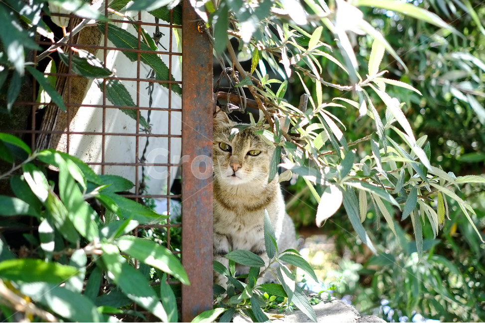 고양이,감성,풀숲,cat,동물,풍경,자연,동물,animal,포유류,mammal,고양이,cat,kitten,kitty