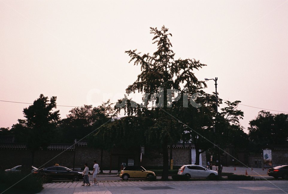 city,시티,urban,어반,도시,building,town,건물,metropolis,architecture,건축물,필름,필름사진,film,person,사람,human,인간,tree,나무,plant,식물,vehicle,차량,automobile,자동차,transportation,교통,car,차