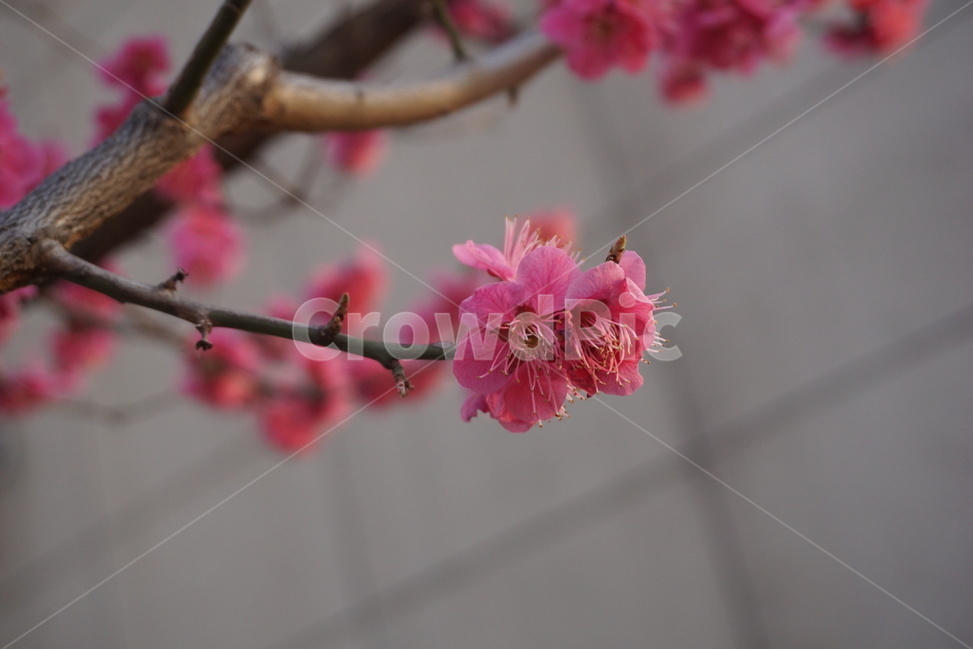 꽃,봄,봄의전령사,spring,flower,감성사진,봄사진,봄이오는소리,매화,홍매화,봄꽃,봄,계절,spring,season,식물,자연,plants,nature,꽃,flower,plant,blossom