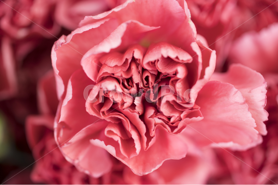 카네이션,어버이날,스승의날,접사,매크로,꽃,핑크,칼라,식물,bloom,식물,자연,plants,nature,꽃,flower,가족,패밀리,family,기념일,축하,anniversary,congratulation,celebrate,celebration,교육,학교,공부,education,learning,study,school
