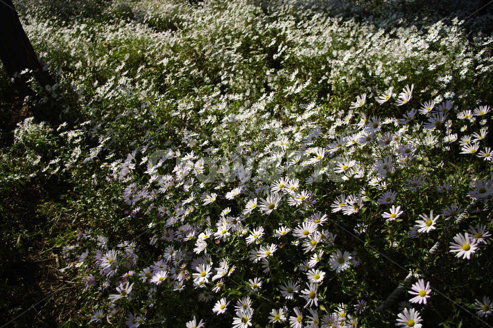 구절초,꽃,식물,flower,plant