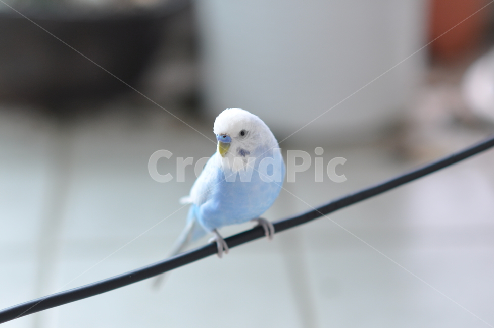 사랑앵무,잉꼬,새,조류,앵무새,파란새,동물,animal,조류,새,birds