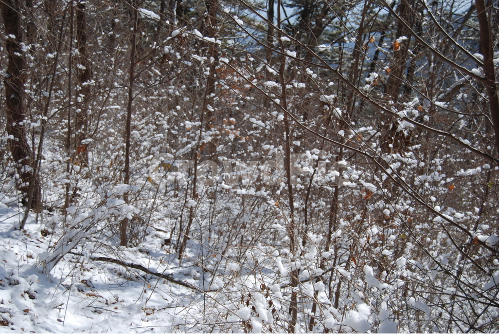 wind noise,beauty,Snow,ecosystem,greatness of nature,scenery,trees,mountain climbing,healing,mountain,natural recreation forest,season,land,ridge,Bangjangsan Mountain,mysterious mountain,Korea,watercolor painting,sky,nature,famous Korean mountain,relaxati