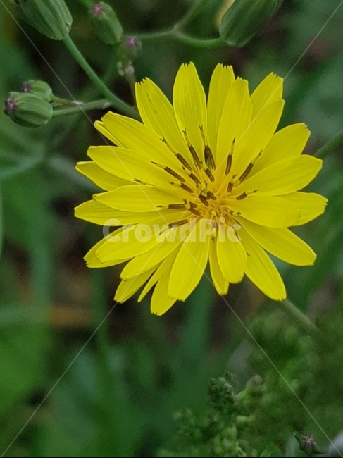 plant,식물,배경,꽃,yellow,청초함