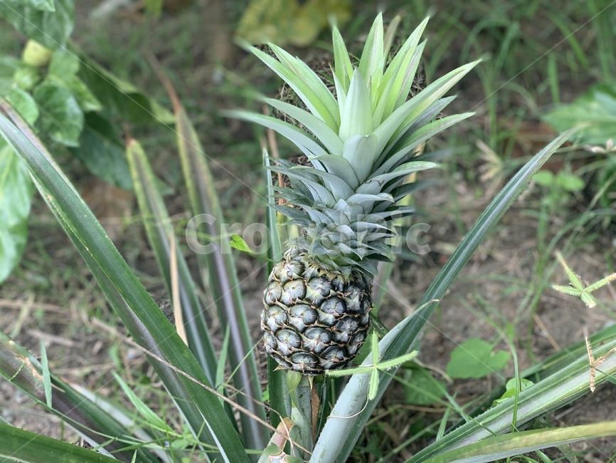 식물,파인애플,과일,food,음식,과일,열매,fruit