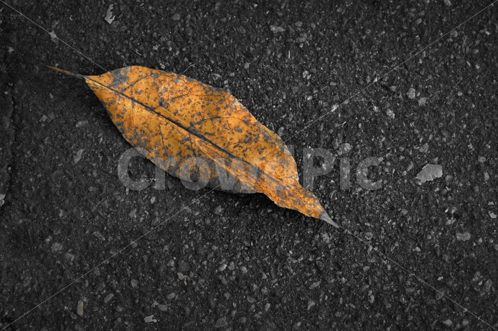 단풍,나뭇잎,흑백,아스팔트,정물,연출,색감,모노톤,건조,Asphalt,RedLeaves,Leaf,Dry,Objet,Nobody,BlackWhite,가을,계절,fall,autumn,season,leaf,잎,plant,식물,tree,나무