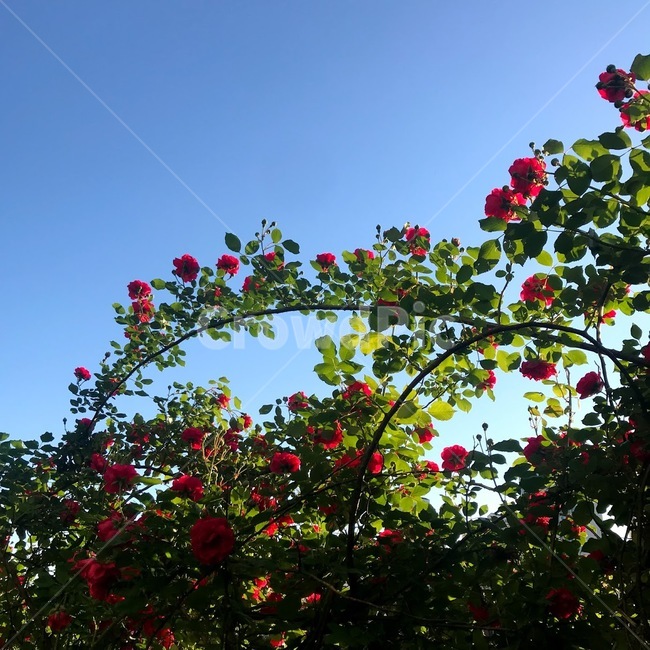 장미,장미축제,파란하늘,하늘,힐링,자연,식물,자연,plants,nature,꽃,flower