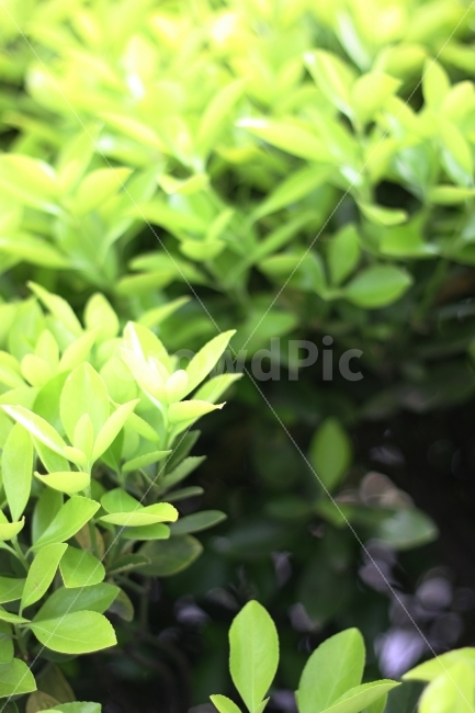 자연,식물,풀잎,나뭇잎,봄,식물,자연,plants,nature