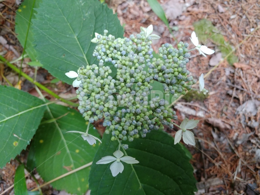 산수국,식물,피자식물문,쌍떡잎식물강,범의귀과,토상산,관상용