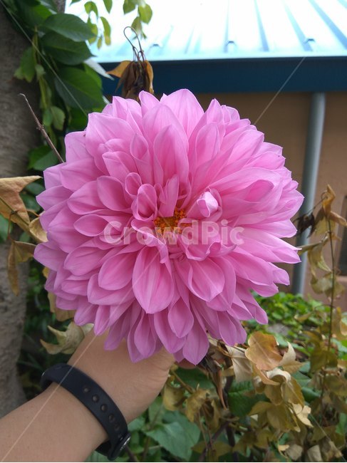 달리아,꽃,플라워,봄,봄꽃,뷰티풀,flower,bloom,beautiful,dahlia,plant,식물,식물,자연,plants,nature,꽃,flower