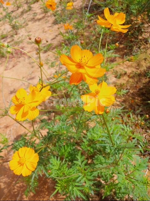 식물,코스모스,노랑코스모스,꽃,풀,가을,계절,fall,autumn,season,식물,자연,plants,nature,꽃,flower,leaf,잎,plant