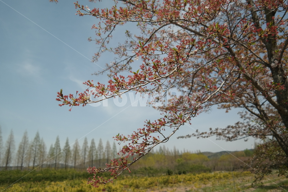 꽃,봄,자연,식물,nature,flower,spring,plant
