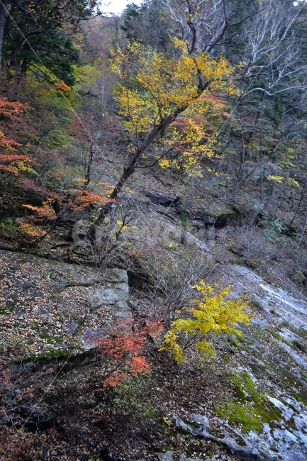 설악산,가을,풍경,단풍,탐방,국립공원,파란하늘,가을색,오색,울긋불긋,알록달록,그림같은,칼라풀,뷰티플,아름다운,힐링,감성,자연,정취,산세,명산,100대명산,nature,산,등산,트레킹,비경,경치,사진,색채,가을의정취,가을,계절,fall,autumn,season,자연,풍경,nature,landscape,한국자연풍경,한국자연경관,korea nature landscape,tree,나무,plant,식물,leaf,잎