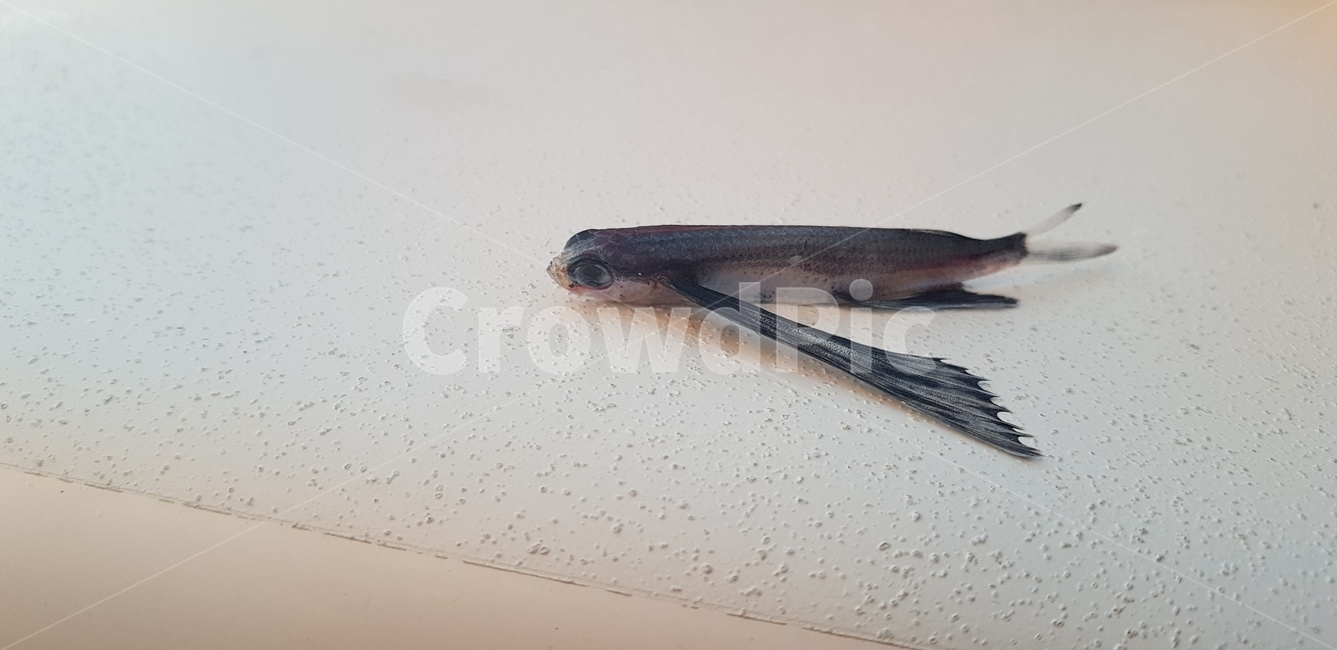 물고기,fish,바다,먹거리,생선