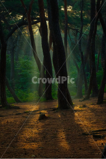 경주,소나무,빛내림,안개,왕릉,식물,자연,plants,nature,나무,trees,wood