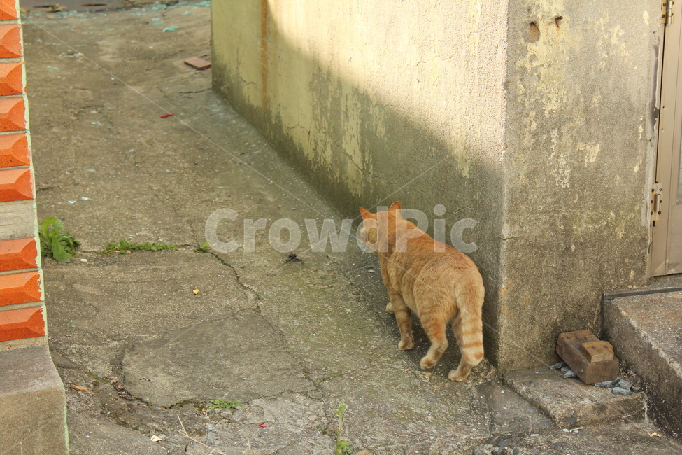 동물,골목,고양이,animal,cat,동물,animal,포유류,mammal,고양이,cat,kitten,kitty