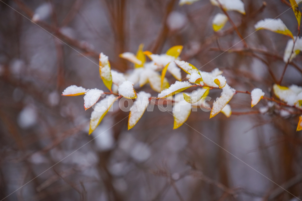 겨울,첫눈,눈,나뭇잎,잎,잎새,감성,계절,겨울,계절,winter,season