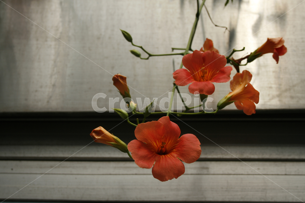 능소화,식물,flower,plants,nature,꽃,꽃봉오리,식물,자연,plants,nature,꽃,flower