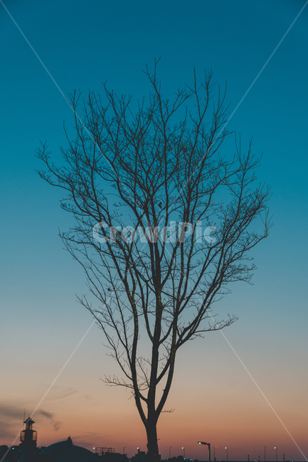 겨울나무,나무,하늘,해질녘,노을,파스텔톤,tree,winter,sunset,겨울,계절,winter,season,식물,자연,plants,nature,나무,trees,wood