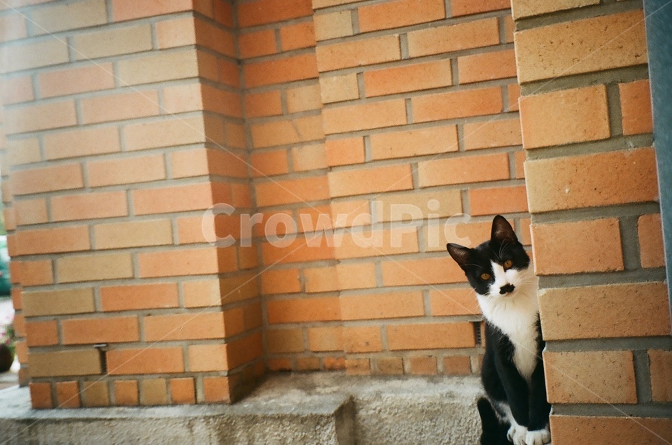 길고양이,고양이,벽돌,동물,필름카메라,필름사진,동물,animal,포유류,mammal,고양이,cat,kitten,kitty