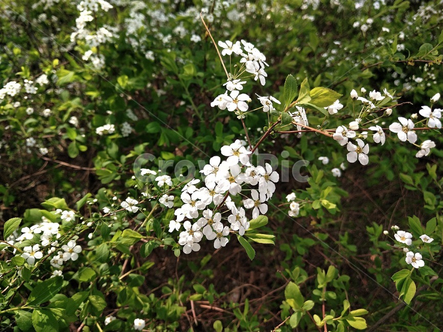 봄,봄꽃,흰꽃,작은꽃,예쁜꽃,식물,자연,plants,nature,꽃,flower