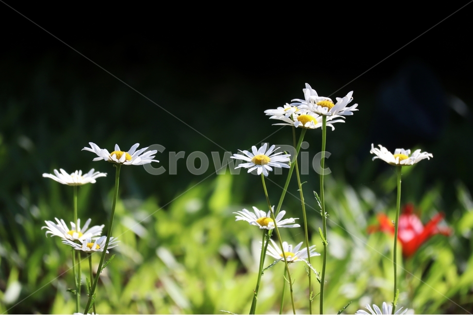 데이지,노란색,꽆잎,줄기,봄,식물,자연,plants,nature,꽃,flower