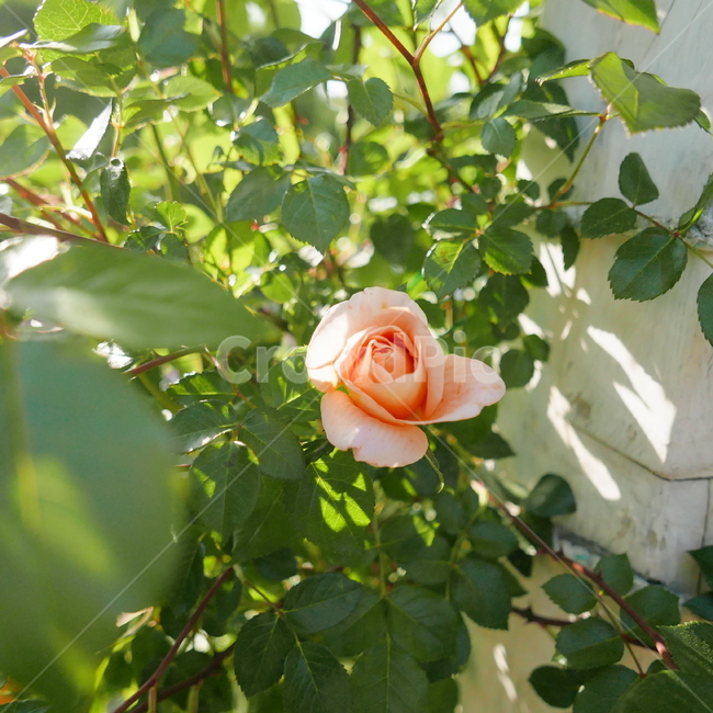 rose,장미,blossom,plant,식물,flower,꽃,분홍장미