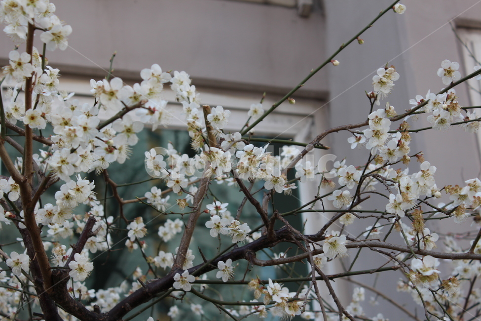 꽃,봄,spring,계절,꽃나무,flower,plant,식물