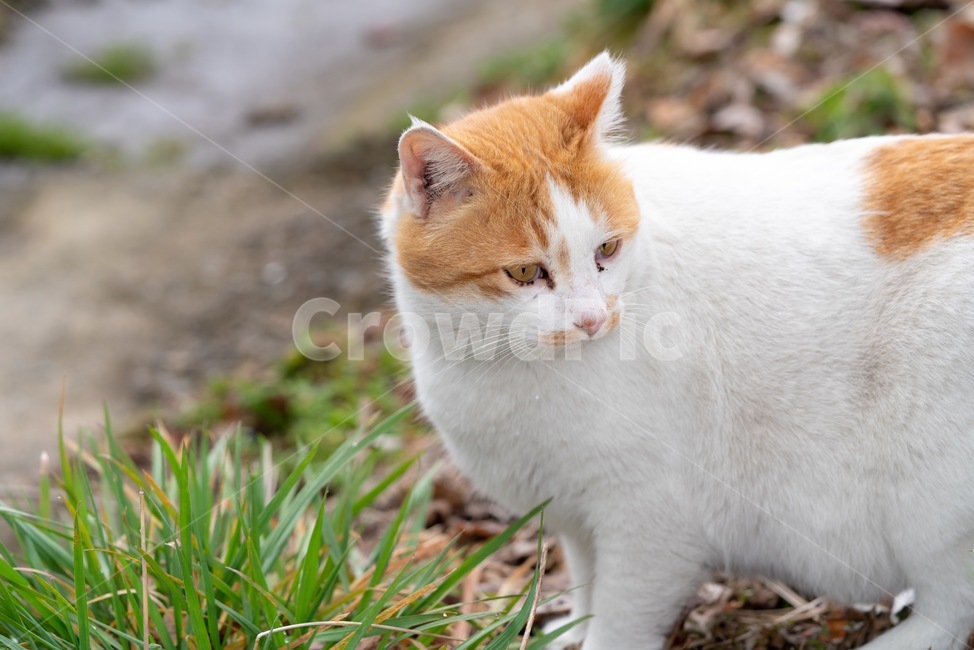 cat,고양이,동물,animal,길고양이,동물,animal,포유류,mammal,고양이,cat,kitten,kitty