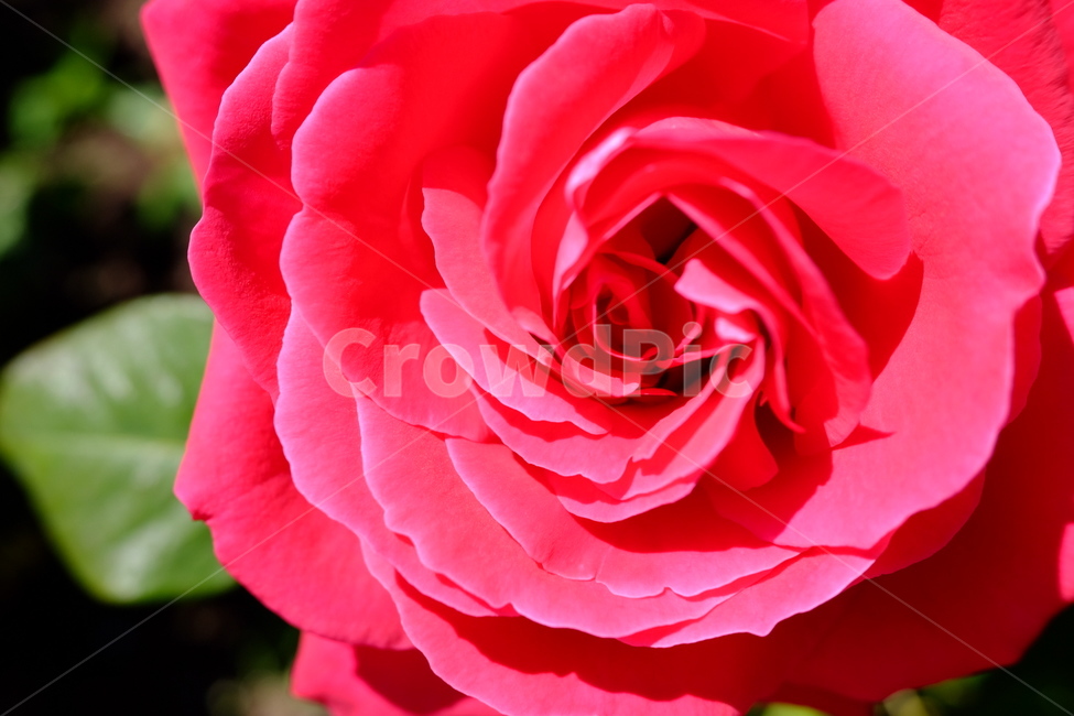 장미,꽃,flower,red,elegant,식물,자연,plants,nature,꽃,flower