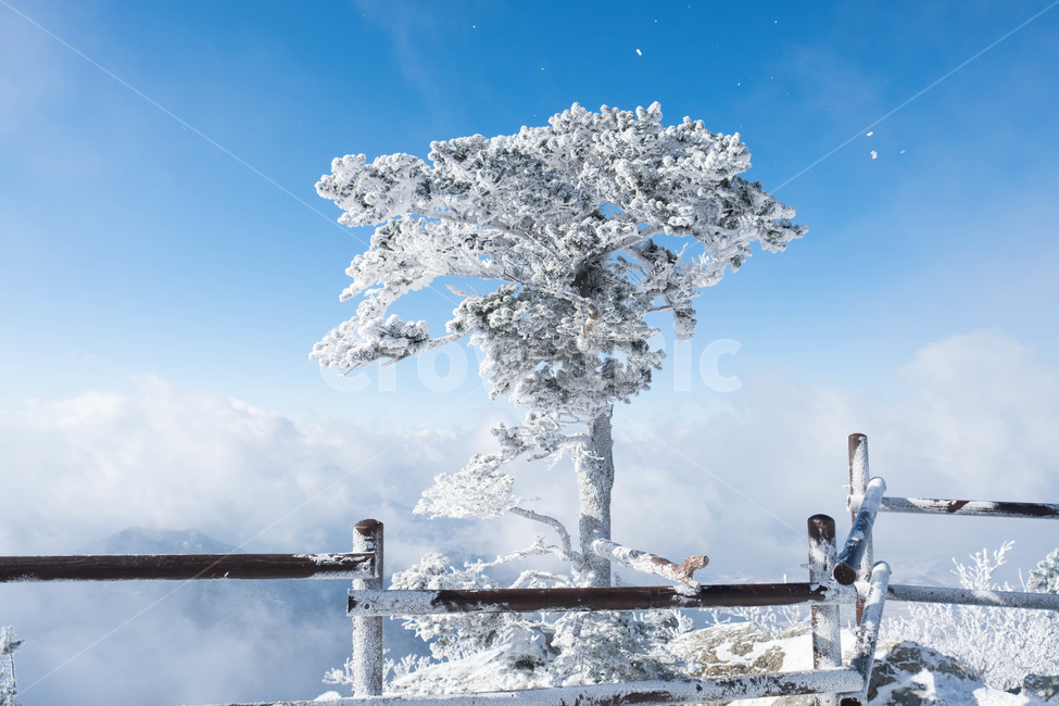 설경,산,겨울산,겨울,눈꽃,눈,등산,능선,추위,도전,하늘,구름,정상,흐림,덕유산,계절,winter,season,자연풍경,nature,landscape,한국자연풍경,한국자연경관,koreanaturelandscape,바람,흩날리다,무주,향적봉,상고대,눈보라,폭설,설산,설국,겨울,계절,winter,season,식물,자연,plants,nature,나무,trees,wood