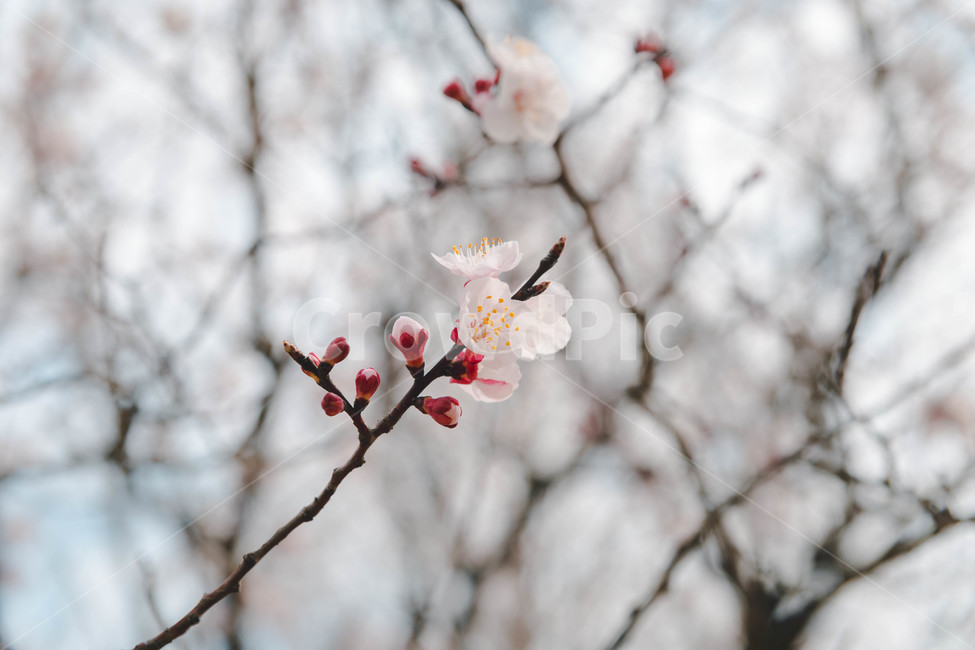봄,벚꽃,꽃잎,flower,cheeryblossom,봄꽃