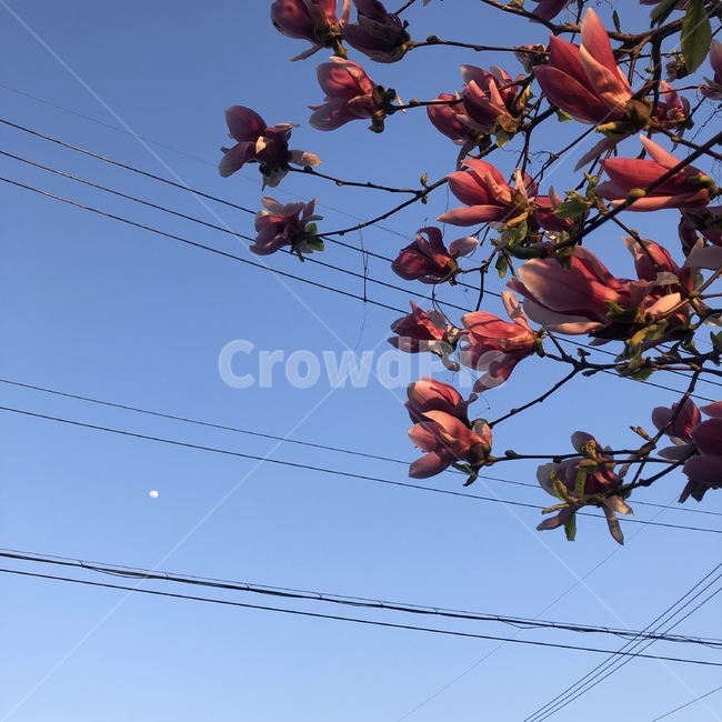 봄,목련,꽃,달,하늘,풍경,leaf,잎,plant,식물