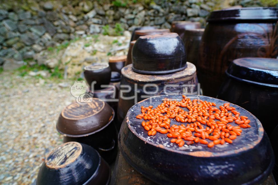 구기자,구기자열매,구기자건조,구기자수확,구기자재배,장독,약용식물