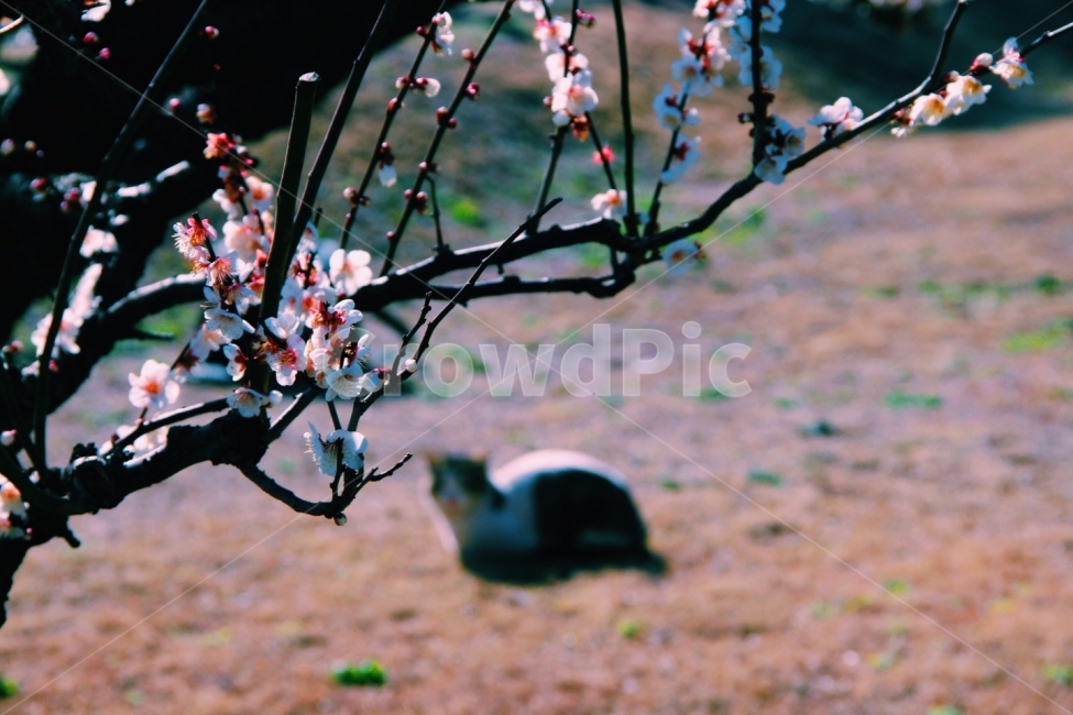 벚꽃,고양이,봄,따뜻함,감성,분위기,일본,배경,배경사진,ppt,광고,아름다움,봄,계절,spring,season,식물,자연,plants,nature,꽃,flower,동물,animal,포유류,mammal,고양이,cat,kitten,kitty,감성,sensible,feeling,plant