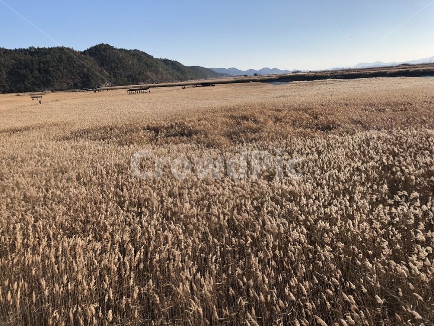 plant,식물,순천만,습지,갈대,reed,겨울,맑음,갈대군락지,winter