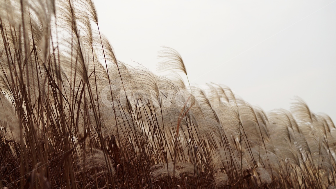가을,가을풍경,하늘공원,억세풀,갈대,가을,계절,fall,autumn,season,식물,자연,plants,nature,grass,잔디,plant,lawn