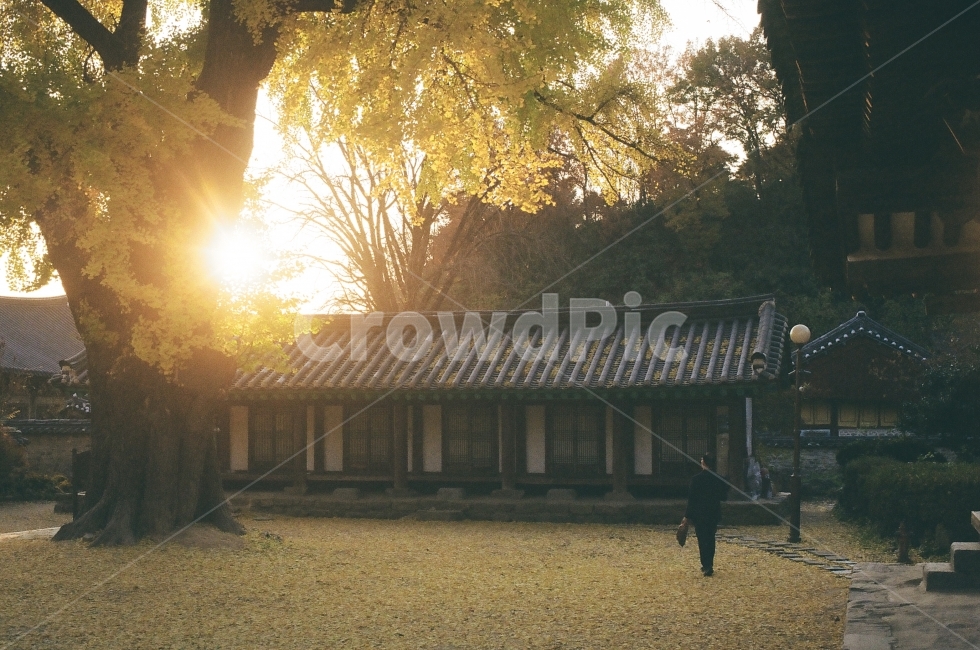 가을,은행잎,단풍,항교,한옥,가을,계절,fall,autumn,season,한국전통,한국문화,korean traditional,korean culture,랜드마크,landmark,tourist attraction,한국랜드마크,한국관광지,한국명소,korea landmark,korea tourist attraction,감성,sensible,feeling,flare,플레어,light,빛,sunlight,햇빛