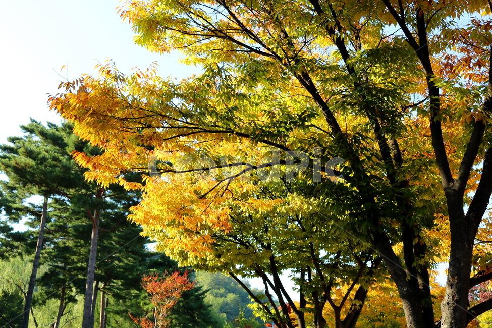 나무,단풍,식물,자연,가을,느티나무,가을,계절,fall,autumn,season,tree,plant