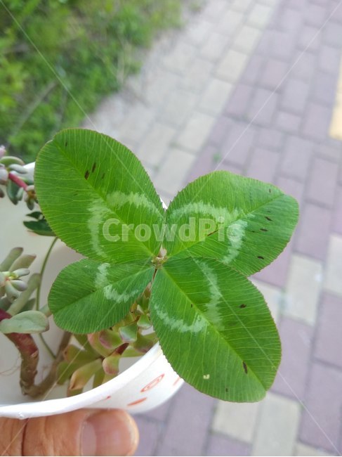 네잎클로버,꽃,플라워,봄,봄꽃,뷰티풀,flower,bloom,beautiful,plant,식물,leaf,잎,식물,자연,plants,nature,꽃,flower