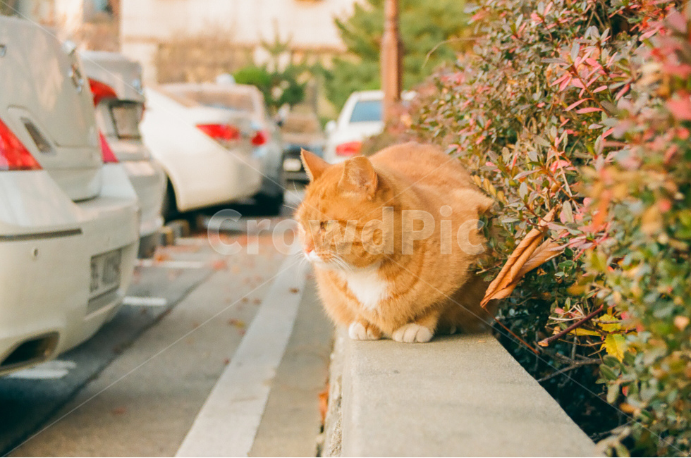 고양이,cat,동물,animal,kitten,길고양이,도시,city,동물,animal,포유류,mammal,고양이,cat,kitten,kitty