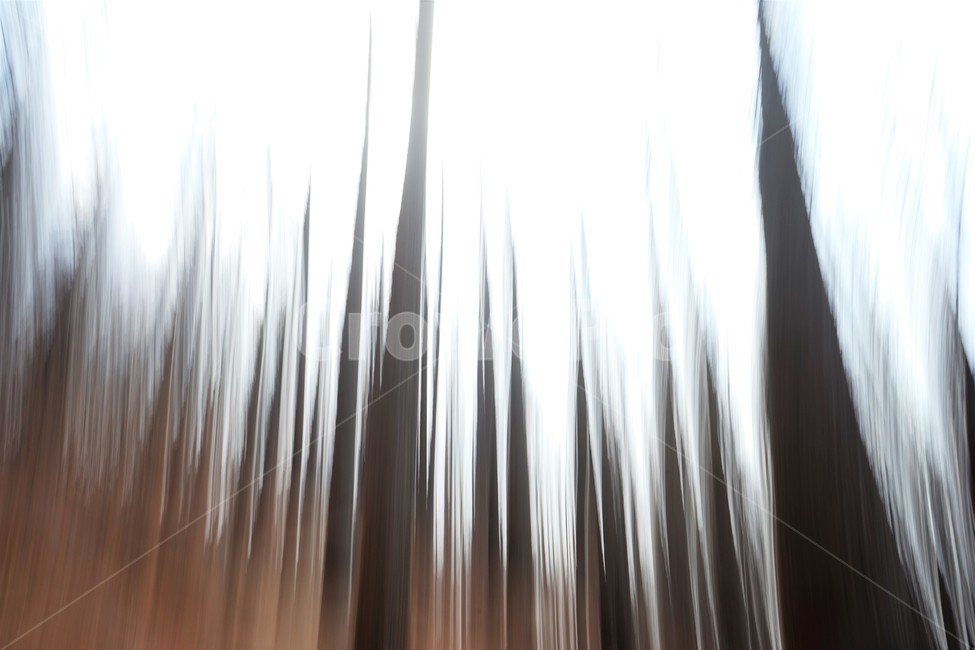 장노출,메타세콰이어숲,나무,자연,환상적,몽환적장노출,몽환적,배경사진,trees,nature,shutterspeed,longexposure,fantastic,자연,풍경,nature,landscape,outdoors,옥외,vegetation,초목,plant,식물