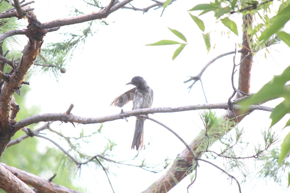 bird,새,animal,동물,accipiter,매,건조,dry,shower,water,샤워,물,동물,animal,조류,새,birds