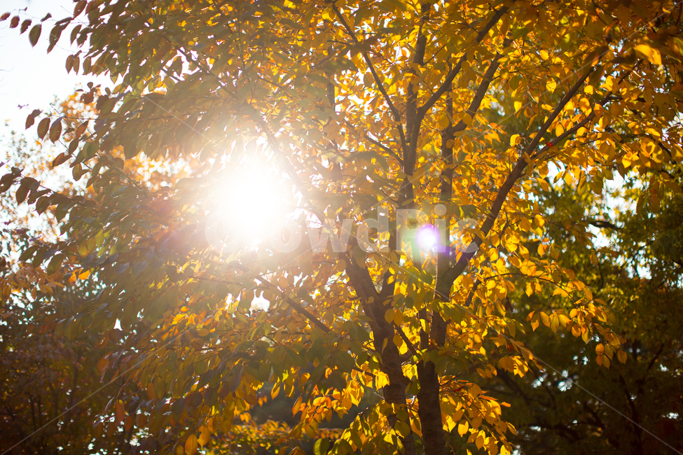 가을,노란색,단풍,노랑,가을색,빛,노랑노랑,옐로우,yellow,autumn,바스락,반짝반짝,따스함,한적함,light,flare,플레어,sunlight,햇빛