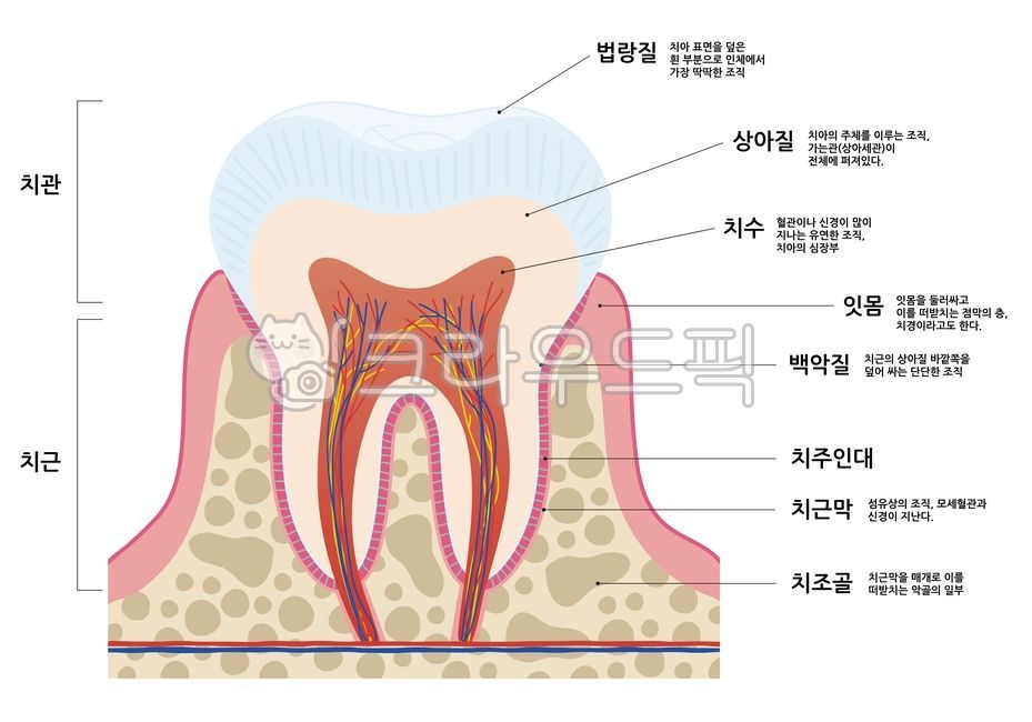 alveolar bone,tooth structure,tooth root,tooth anatomy,dentistry,dental,Teeth,teeth,tooth,crown