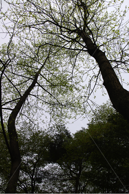 나무,숲,식물,자연,봄,식물,자연,plants,nature,나무,trees,wood