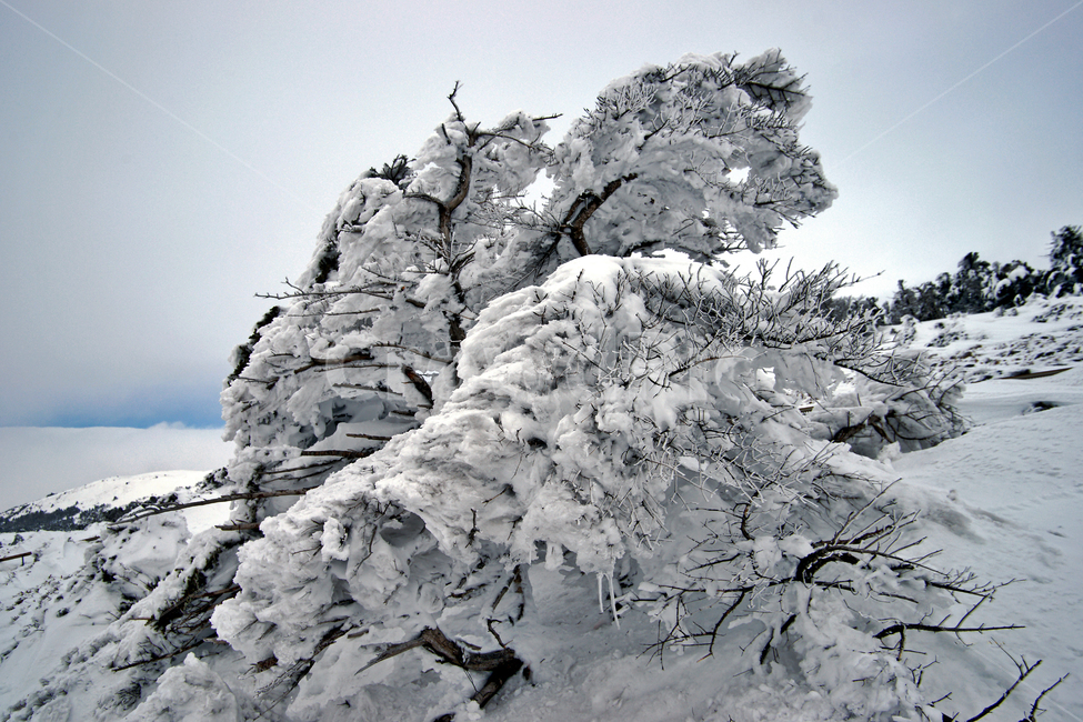겨울산,한라산,설경,제주도,눈,설목,설화,한라산설경,겨울,계절,winter,season